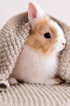 Lana Grossa DECKE Cool Wool Baby