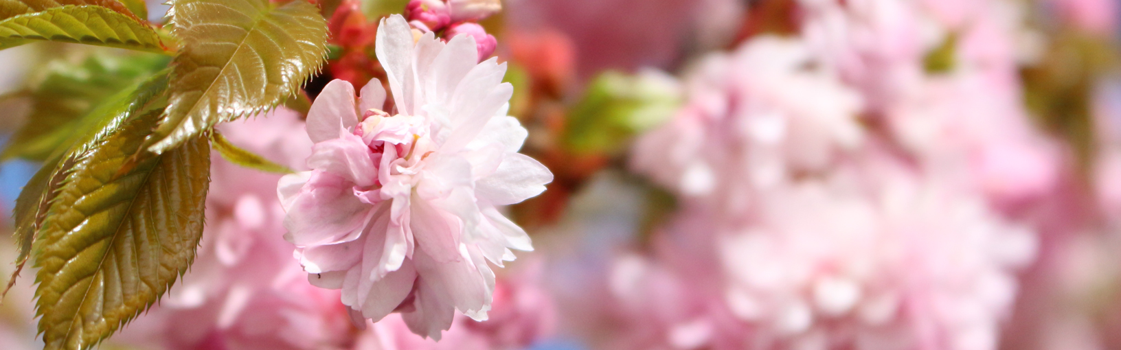 Garne zum Stricken, Häkeln und Filzen in bester Qualität LANA GROSSA<br> Wolle & Garne