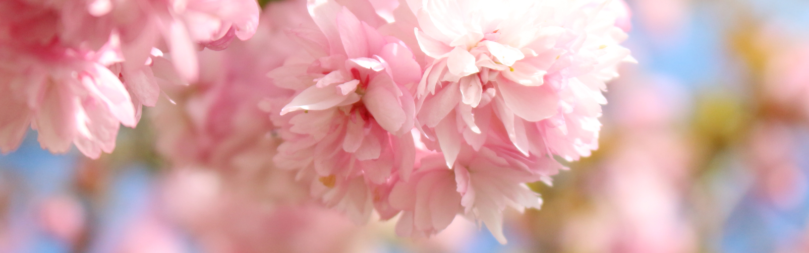 Garne zum Stricken, Häkeln und Filzen in bester Qualität LANA GROSSA<br> Wolle & Garne