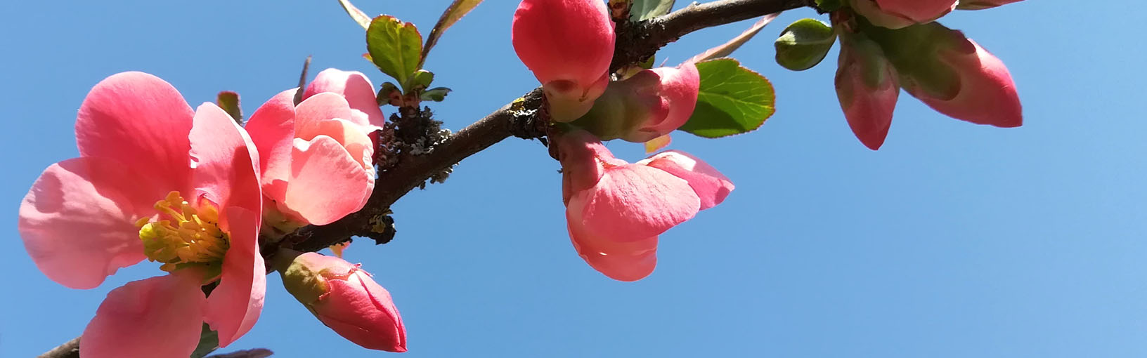 HOCHWERTIGE QUALITÄT & KREATIVES STRICKDESIGN Modellpakete<br>Damen