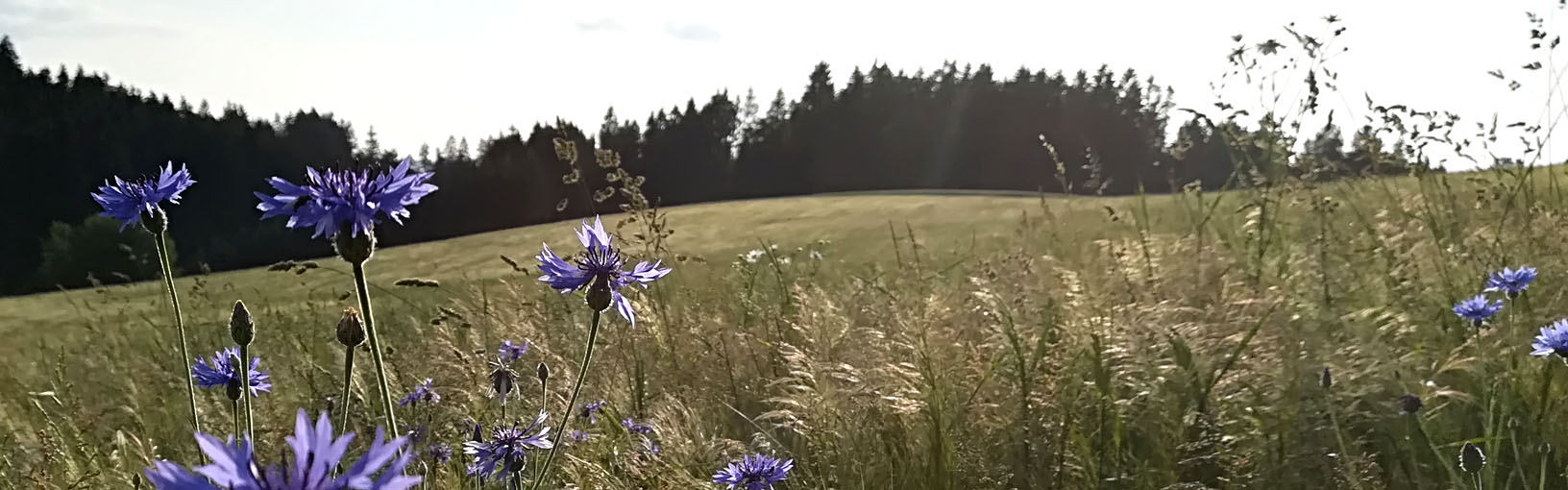 Garne zum Stricken, Häkeln und Filzen in bester Qualität LANA GROSSA<br> Wolle & Garne